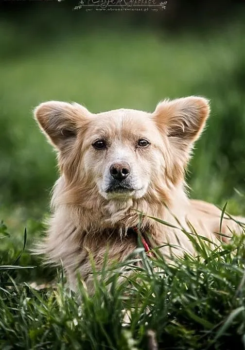 Vanilka- słodka, grzeczna suczka do adopcji, mał