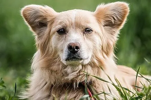 Vanilka-  słodka, grzeczna suczka do adopcji,  mał