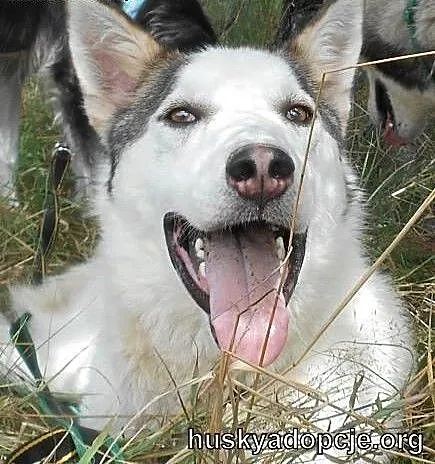 Roki- młody i inteligentny mix husky do adopcji,