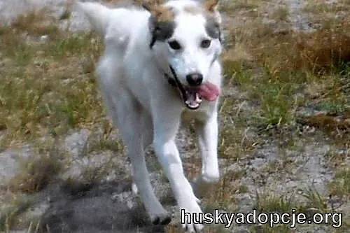 Roki- młody i inteligentny mix husky do adopcji,  
