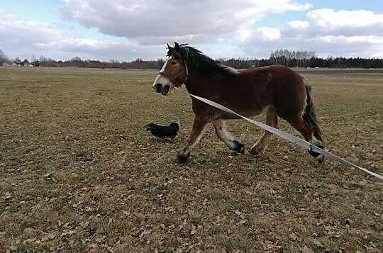 kucyk Lucky, , Raciąż