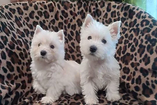 Wzorcowe 3 suczki Westa Westie mega gęsty włos piękny exterrier