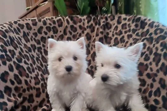 Wzorcowe 3 suczki Westa Westie mega gęsty włos piękny exterrier, Opolskie, Krapkowice