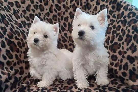 Wzorcowe 3 suczki Westa Westie mega gęsty włos piękny exterrier, Opolskie, Krapkowice