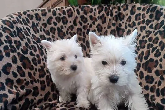 Wzorcowe 3 suczki Westa Westie mega gęsty włos piękny exterrier, Opolskie, Krapkowice