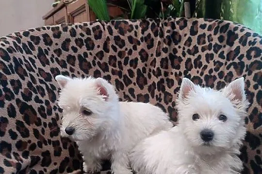 Wzorcowe 3 suczki Westa Westie mega gęsty włos piękny exterrier, Opolskie, Krapkowice