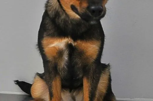 PIXI i DIXI - 7 miesięczne, rozbrykane sunia szuka