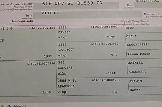 Ogier/ogierek Wielkopolski (po Ulco), , Lwówek