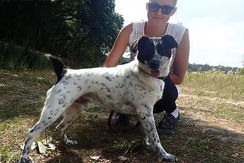 Do adopcji Ciapek- śliczny średniej wielkości psia