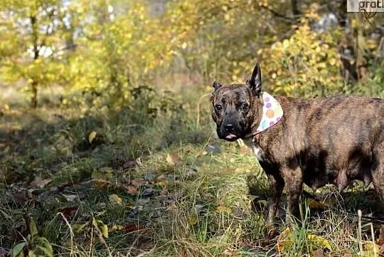 Shila, Śląskie, Gliwice