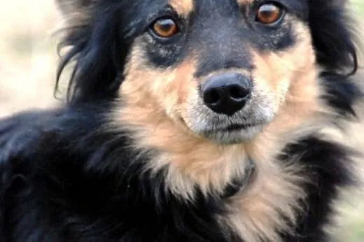 Iskierek kochany, młodziutki, puchaty psiak ADOPCJ