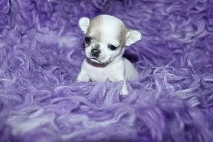 Chihuahua super mini suczka,  dolnośląskie Sobótka