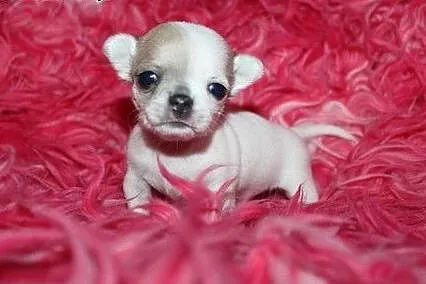 Chihuahua super mini suczka,  dolnośląskie Sobótka