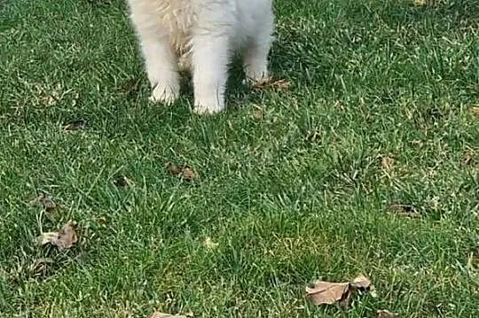 Samoyed samiec, Kujawsko-pomorskie, Mogilno
