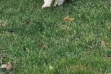 Samoyed samiec, Kujawsko-pomorskie, Mogilno