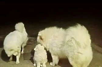 Samoyed samiec, Kujawsko-pomorskie, Mogilno