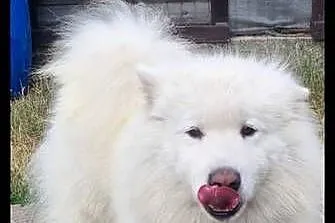 Samoyed samiec, Kujawsko-pomorskie, Mogilno