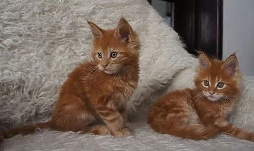 Piękne kocięta Maine coon, Koty maine coon cała P