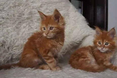 Piękne kocięta Maine coon,  Koty maine coon cała P