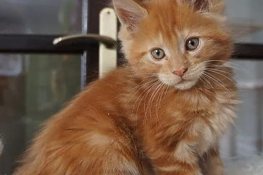Piękne kocięta Maine coon,  Koty maine coon cała P