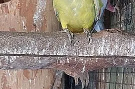 Papuga górska pastel samce 23r , Wodzisław Śląski