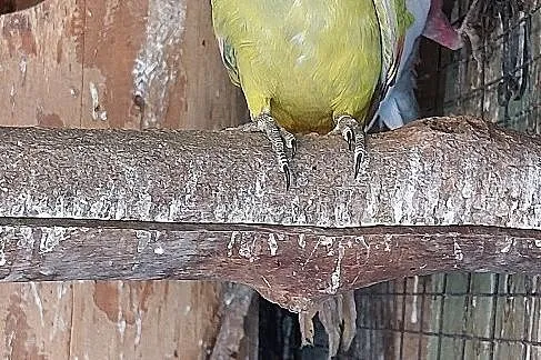 Papuga górska pastel samce 23r , Wodzisław Śląski
