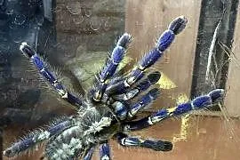 poecilotheria metallica samiczka