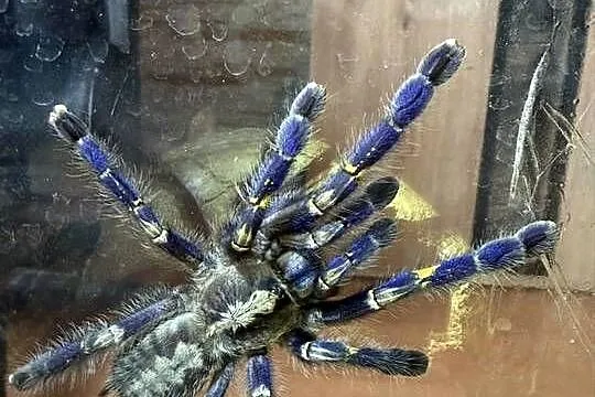 poecilotheria metallica samiczka, Dolnośląskie, Wałbrzych