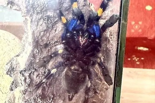 poecilotheria metallica samiczka, Dolnośląskie, Wałbrzych