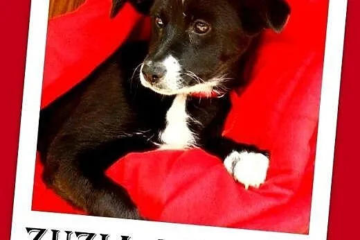 9 mies.suczka,mała,wesoła,łagodna ROBCIA.Adopcja,  dolnośląskie Wrocław
