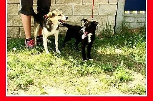 9 mies.suczka,mała,wesoła,łagodna ROBCIA.Adopcja, 