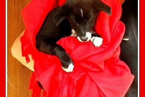 9 mies.suczka,mała,wesoła,łagodna ROBCIA.Adopcja, 