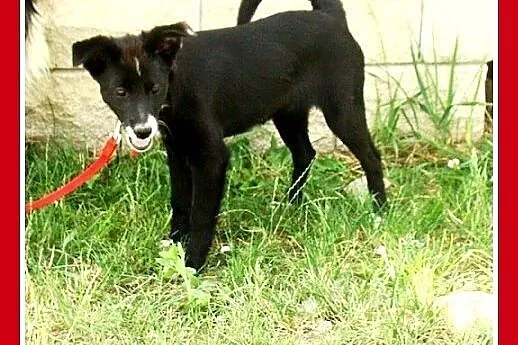 9 mies.suczka,mała,wesoła,łagodna ROBCIA.Adopcja, 