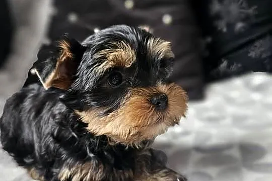 Chłopak Yorkshire Terrier Wyprawka Chip