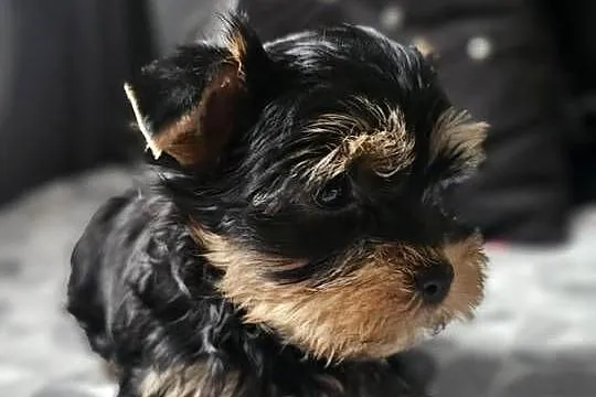 Chłopak Yorkshire Terrier Wyprawka Chip, Śląskie, Częstochowa