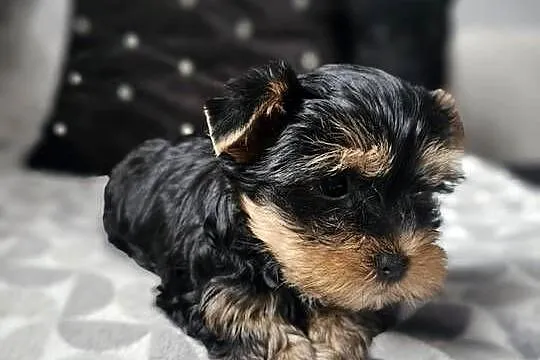 Chłopak Yorkshire Terrier Wyprawka Chip, Śląskie, Częstochowa