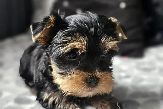 Chłopak Yorkshire Terrier Wyprawka Chip, Śląskie, Częstochowa