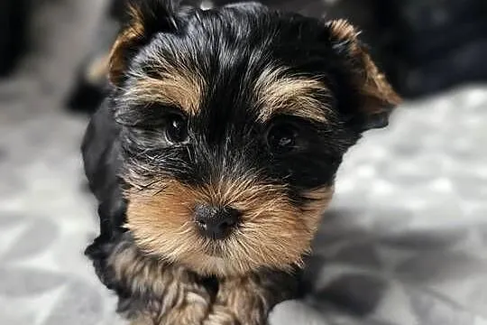 Chłopak Yorkshire Terrier Wyprawka Chip, Śląskie, Częstochowa