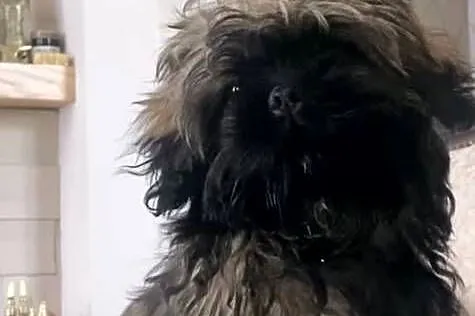 Shih Tzu Ares z rodowodem z hodowli Żywe Srebro z Leśnego Zakątka