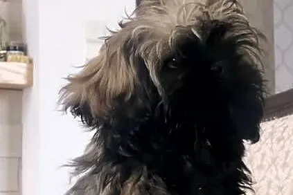 Shih Tzu Ares z rodowodem z hodowli Żywe Srebro z Leśnego Zakątka, Pomorskie, Bolszewo