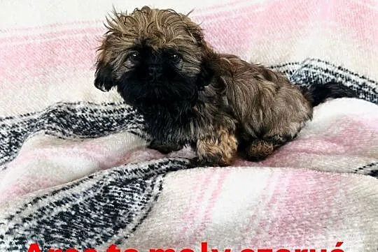 Shih Tzu Ares z rodowodem z hodowli Żywe Srebro z Leśnego Zakątka, Pomorskie, Bolszewo