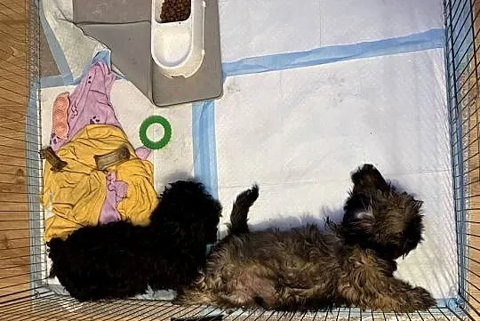 Shih Tzu Ares z rodowodem z hodowli Żywe Srebro z Leśnego Zakątka, Pomorskie, Bolszewo