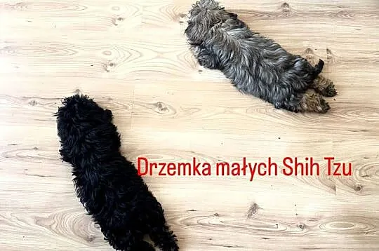 Shih Tzu Ares z rodowodem z hodowli Żywe Srebro z Leśnego Zakątka, Pomorskie, Bolszewo
