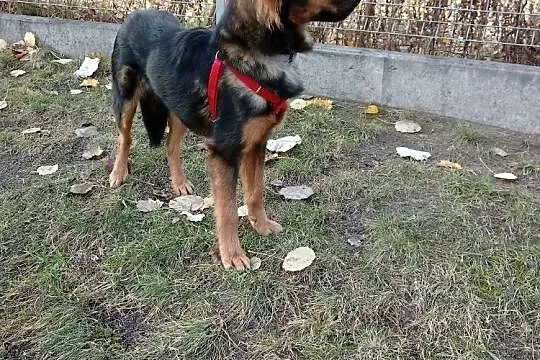 Majami - energiczny, młody pies do adopcji, Mazowieckie, Warszawa