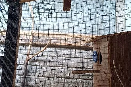 Sprzedam Aleksandrette obrożną niebieska, Wielkopolskie, Opalenica
