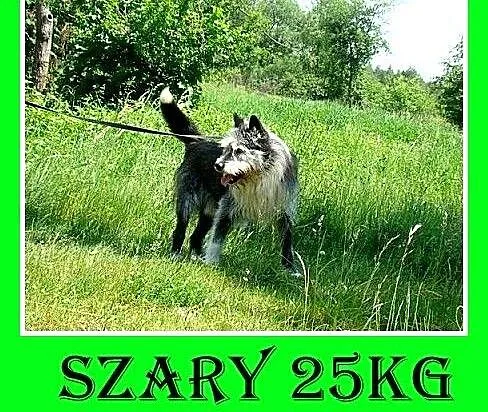Stróżujący,25kg,2lata,owczarek pikardyjski mix,odw