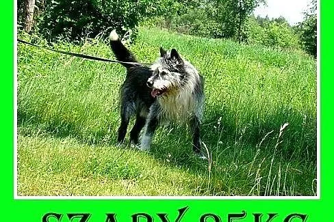 Stróżujący,25kg,2lata,owczarek pikardyjski mix,odw