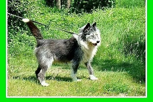 Stróżujący,25kg,2lata,owczarek pikardyjski mix,odw