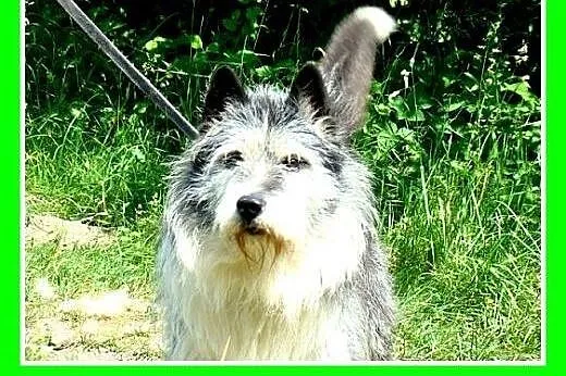 Stróżujący,25kg,2lata,owczarek pikardyjski mix,odw
