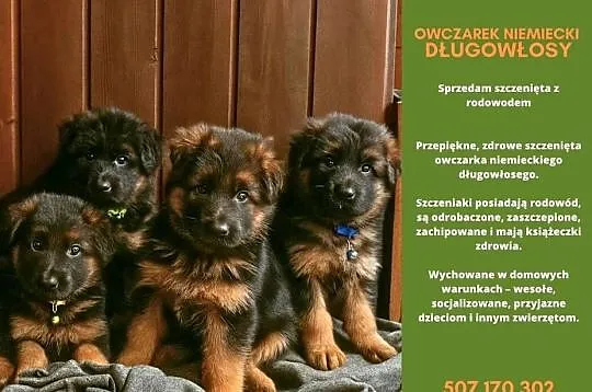 Szczenięta owczarka niemieckiego długowłosego, Śląskie, Masłońskie